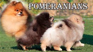 Pomeranian puppies 028. | Pom puppies Darikar. #pomeranianpuppy #pomeranians #pomeranianlovers