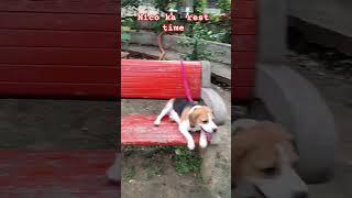 #beagle #dog #nico