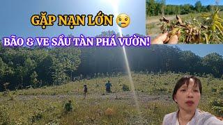 Gặp Nạn Lớn Ở Mỹ – Vườn Trái Cây Gục Ngã Sau Bão, Ve Sầu Tổng Tấn Công! Có Bỏ Cuộc Không??