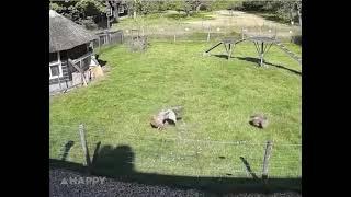 Farm Animals Save Chicken from Hawk Attack