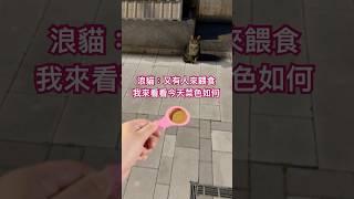 究竟貓貓喜不喜歡今天的菜色呢？ 訂閱追蹤我們 #貓 #cat #catlover #浪貓 #貓泥