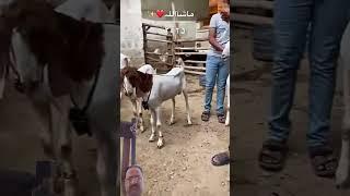 shahzad ansari 220vlog