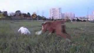 AM. BULLDOGS DOMINANTA BULL ILONA & DOMINANTA BULL KARAMEL'