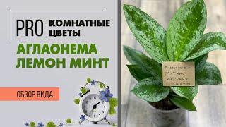 Комнатное растение Аглаонема Лемон Минт - обзор сорта. Уход за аглаонемами - это просто.