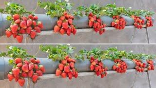 Surprised with how to grow strawberries in plastic tubes | Big, sweet and fruity