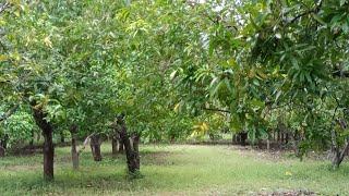 ID 610: 48 lk Farmland For sale in Chennai ECR! Mahabalipuram dtcp 50 cent!(25×2)!Mr.Ashi 9865282717