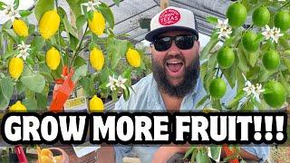 Get MORE Out of Your CONTAINER CITRUS TREES! | Tips on Getting More Fruit From Container Citrus!