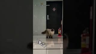 【爸爸請離開】這就是差別待遇？ 喵迎接爸媽態度大不同｜貓咪｜反差