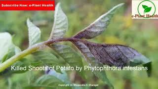 Potato Late Blight