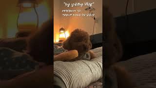 소방점검소리에 짖고 "잘했지?" 라고하는 4살 김국희양 #큐티 #챌린지  #강아지일상브이로그 #강아지일상  #귀여운강아지