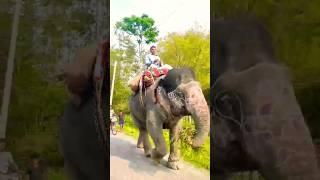 Elephant safari #trending #shorts #short #