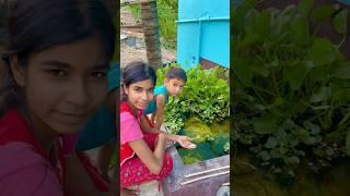 mini pond main chordiya ek ajib sa machli(254) hindi fishing vlog || #villagefishingvideo