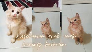 Beben Cat House Daily Vlog #162