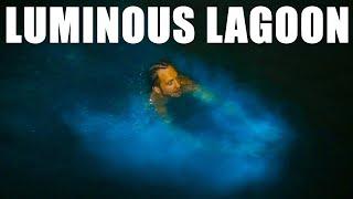 LUMINOUS LAGOON and Glistening Waters in Jamaica! Best thing to do in Montego Bay. Bioluminescence!