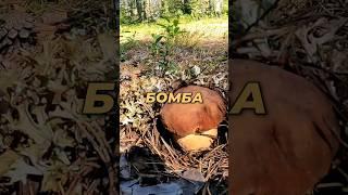 Грибник зашёл в лес по грибы и обалдел #грибы #лес #shorts