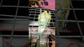 Oa hoae gussa#cute #funny #budgies #parrot #birds #comedy