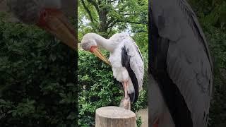 oiseau#zoo#thierryfarmer #youtube#tiktok#pairidaiza#partager#pourvoustous#pourvous#partage#nature