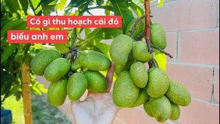 Thu Hoạch Bầu Rắn, Mướp, Bí Ngòi, Dưa Leo Chia Sẻ Cho Anh Em Ăn Phụ