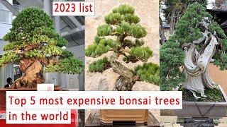 5 pohon bonsai termahal di dunia!