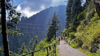 Ayubia National Park KPK Pakistan walking Tour 4K/2024