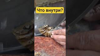 Вскрыл аммонит #камнемания #минералы #самоцветы #окаменелости #handmade #fossils #fossil #gold