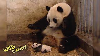 Sneezing Baby Panda | Original Video