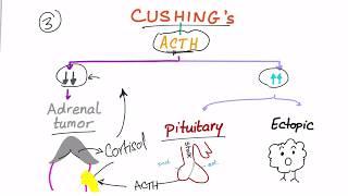 Cushing Syndrome Diagnostic Workup