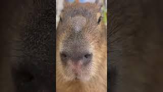 Capybara: What’s up human?
