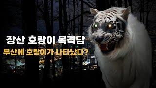 1992.05 South Korea Busan Jangsan Mountain Mystery Tiger Witness Story