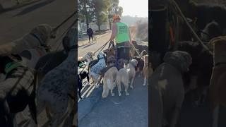 DOGEX:passing dogs and having fun #dog #poop #dogreaction #dogobedience #funnydog #dogshorts