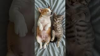 cute kitten and puppy