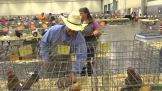 Chicken Show Judging