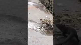 நல்ல பாம்பு  கீரி சண்டை #mongoose vs #cobra #fight