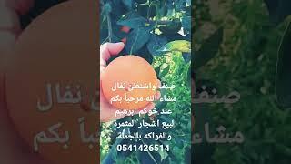 #الحمضيات