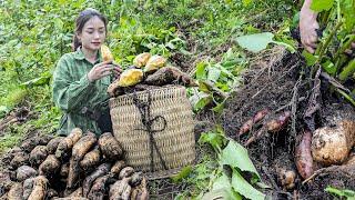 Ground ginseng can only be grown in cool climates - Sound of harvesting ground ginseng