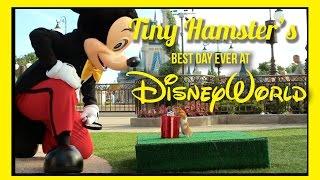 Ep. 9 - Tiny Hamster's Best Day Ever at Walt Disney World