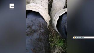 Север Красноярского края атаковали тучи гнуса