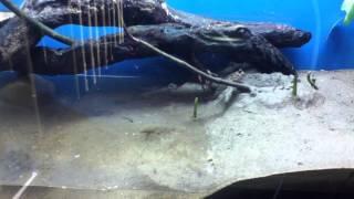 Mudskipper in aquarium with burrow - Time-lapse (includes a tidal surge)