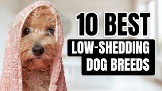 Top 10 Low-Shedding Dogs | Best Breeds for Allergy Sufferers & Clean Homes