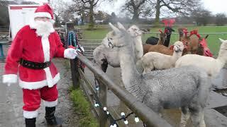 Lucky Tails Alpaca farm, santa has lost his reindeers