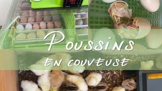 Faire ses poussins en couveuse (Cimuka PD60 SH) + Introduction au refroidissement pour palmipèdes