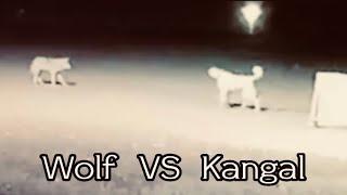 Dünyanın en güçlü köpeği Kangal