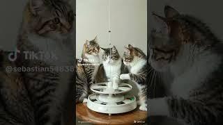 meow