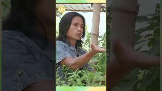 Introducing a special Thai farming method #shorts | Farm To Table