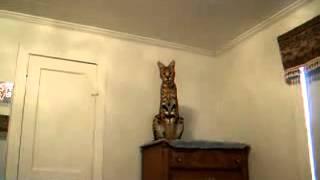 Кошка ашера прыгает со шкафа Ashera cat jumping from the cabinet