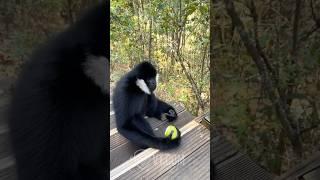 Black Monkey Reunites With His Old Friend PT.19 