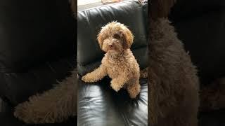 Daisy Sit #cavoodle #puppy ️