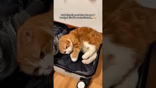 When Your Cat's Mad at You #cats #cat #funnycats #pet #pets #catslover #cute #funny #us
