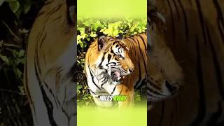 Mind-Blowing Tiger Facts You Didn't Know!