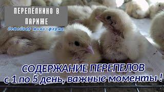 ЖИЗНЬ ПЕРЕПЕЛОВ ПЕРВЫЕ ПЯТЬ ДНЕЙ, УСЛОВИЯ СОДЕРЖАНИЯ